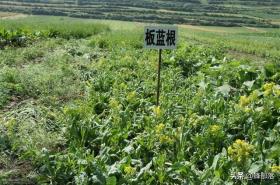 在农村，种植项目怎么选？这5种药材种植产量高，市场广，值得干 